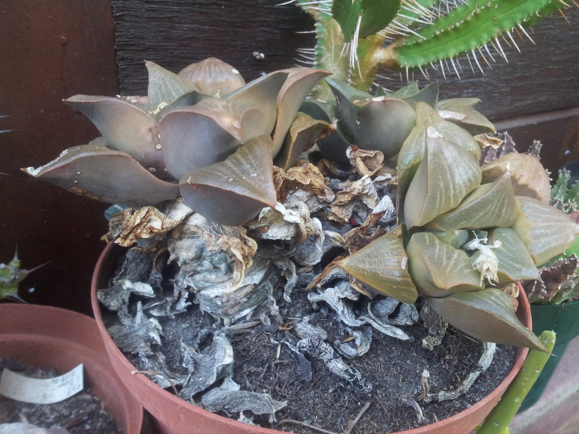 Haworthia retusa