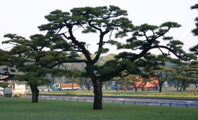 黑松