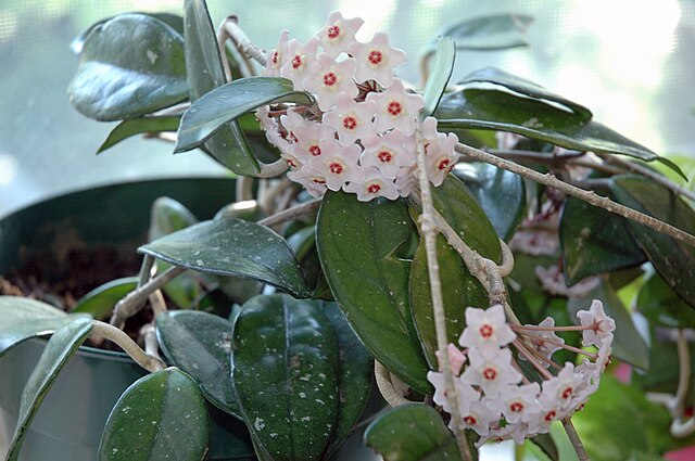 ホヤ・カルノーサ (Hoya carnosa)