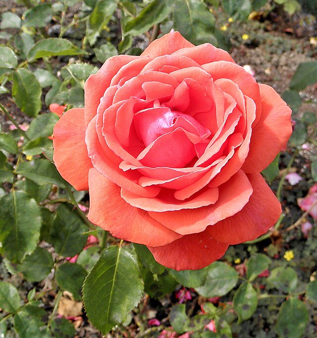 芬芳云