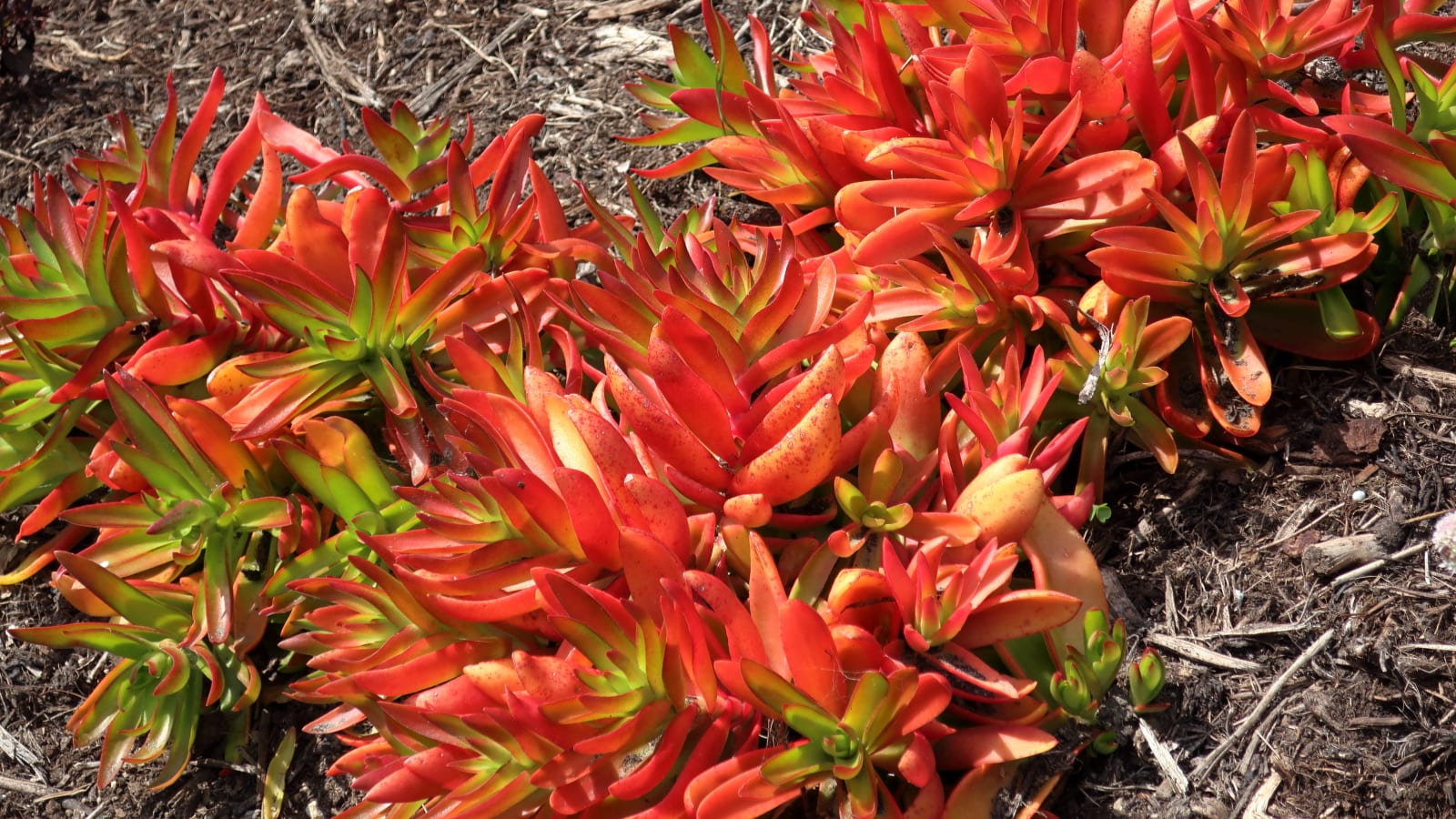 Crassula capitella 'Campfire'
