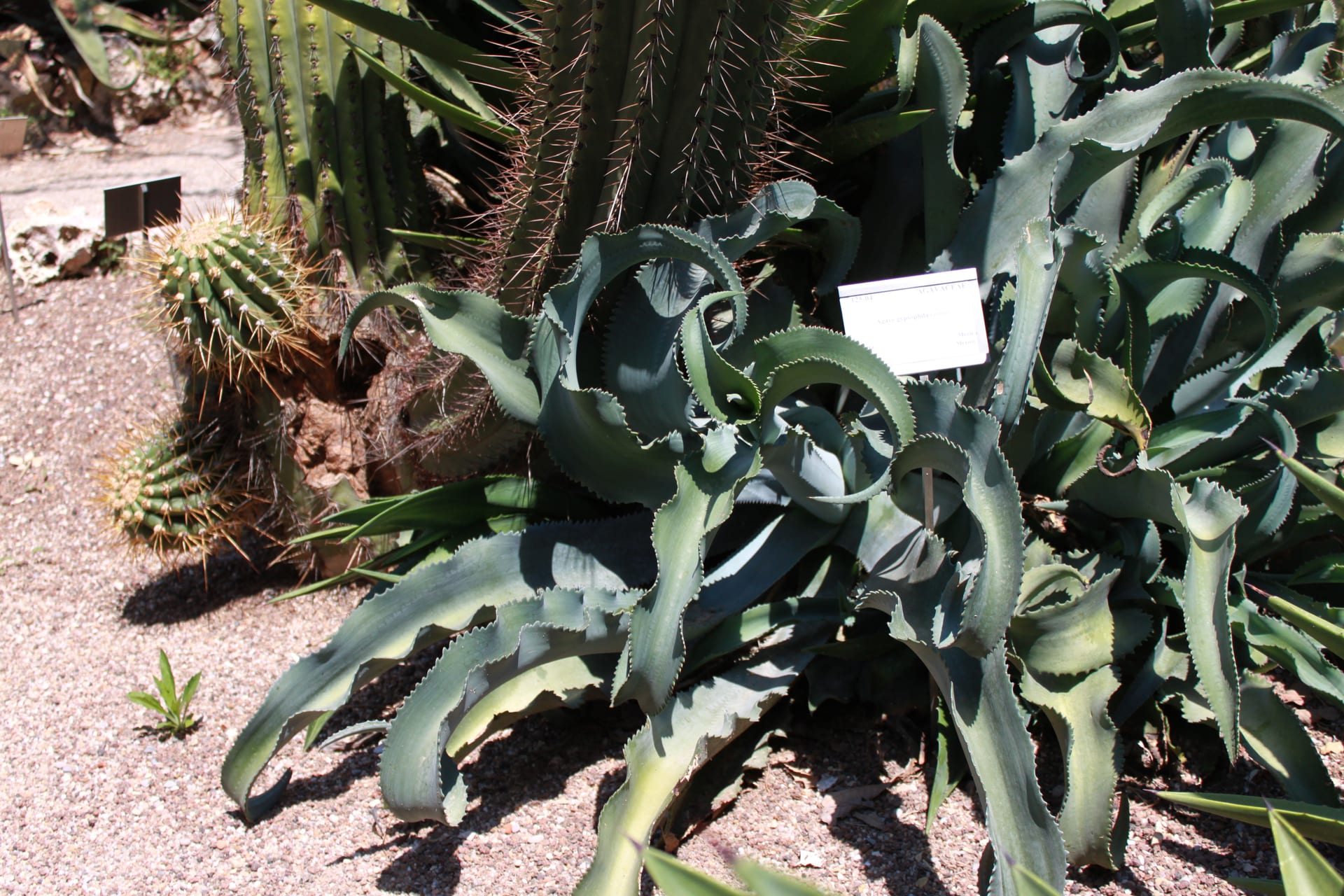 石膏龍舌蘭 (Agave gypsophila)