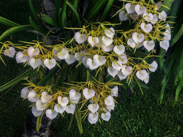 Brassavola