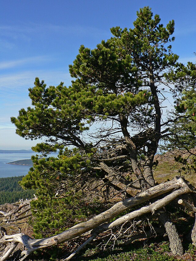 Shore Pine (Pinus contorta)