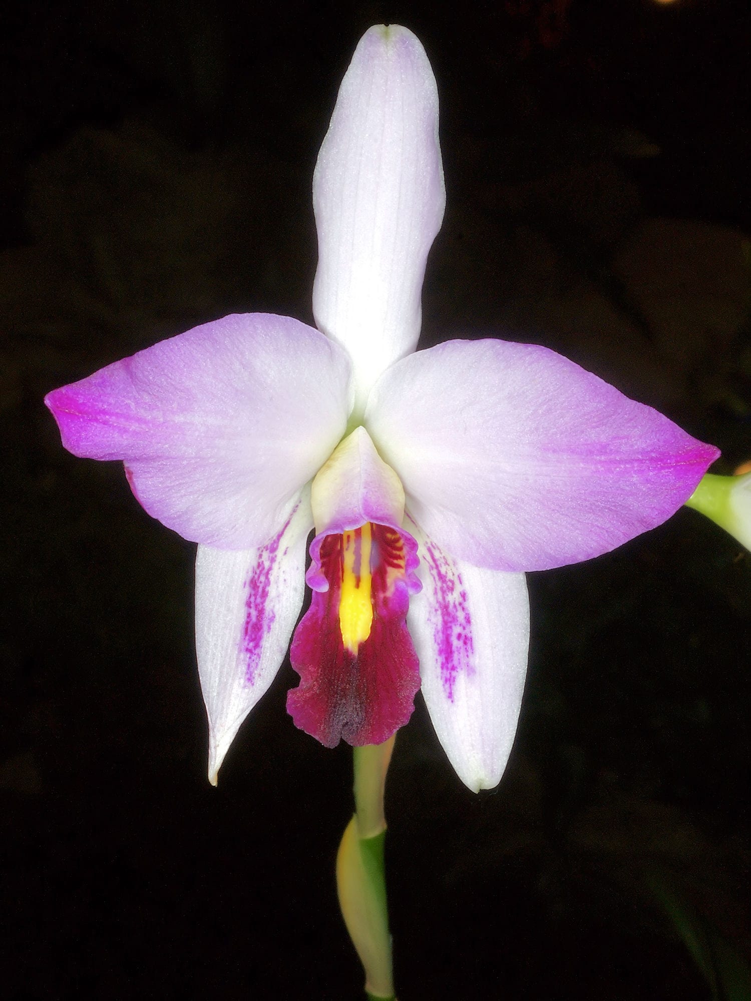 Two-edged Laelia