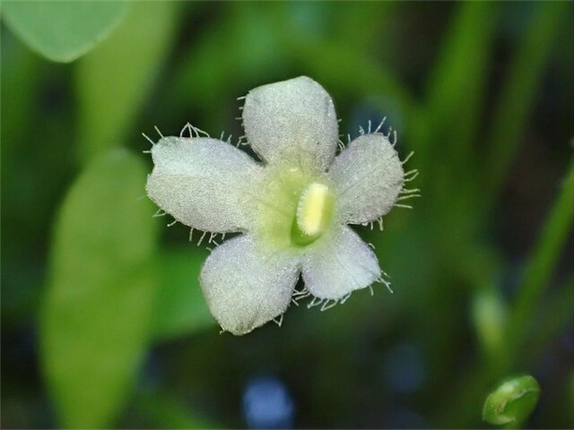珍珠草