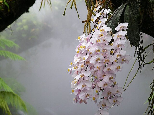 蝴蝶兰