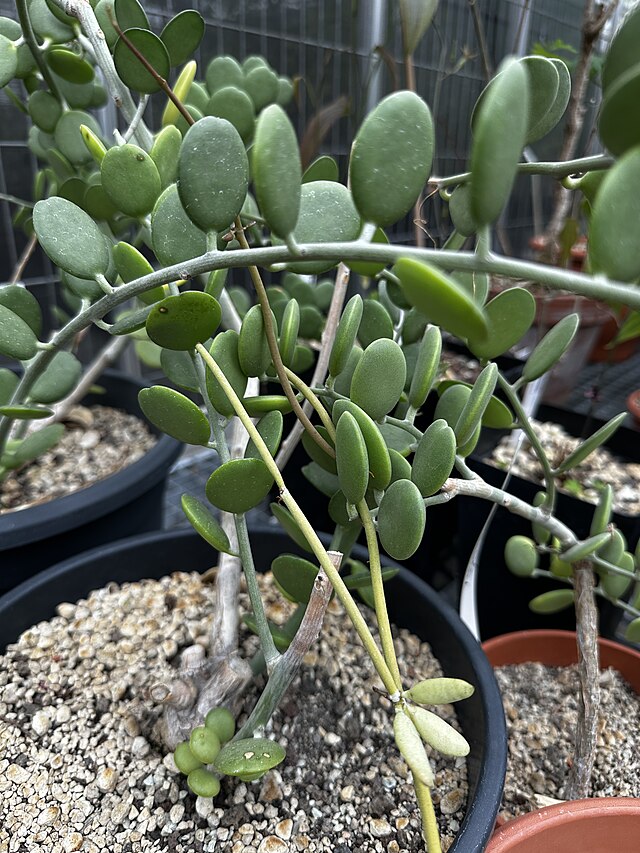Xerosicyos Danguyi (Xerosicyos danguyi)