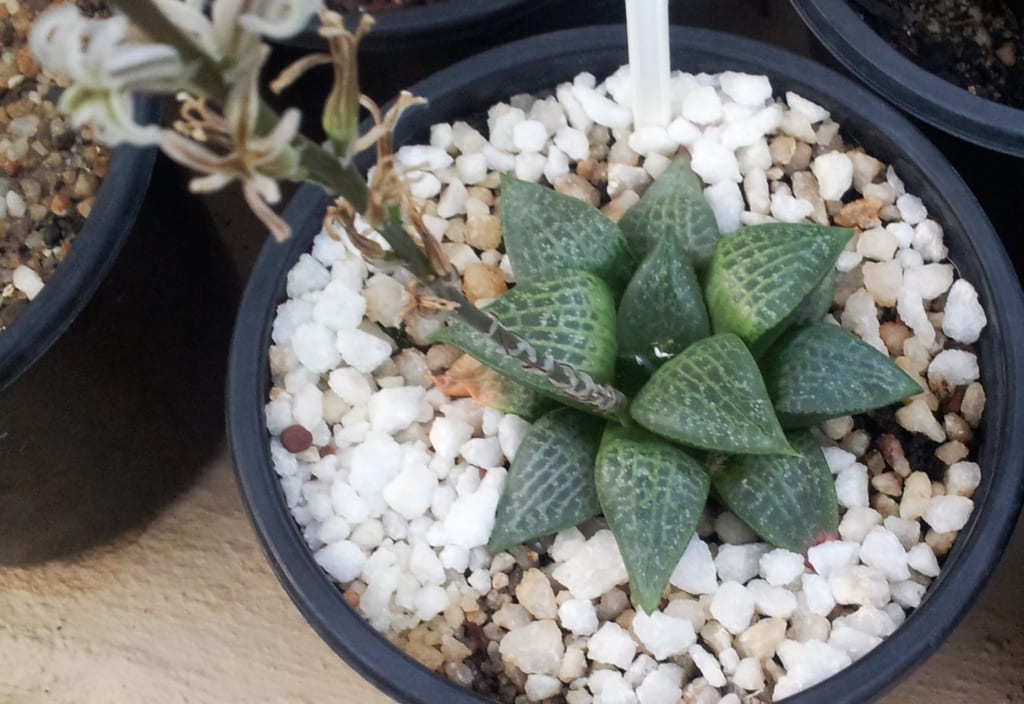 Haworthia emelyae var. comptoniana