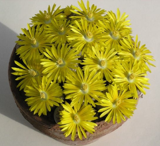 麗虹玉 (Lithops dorotheae)