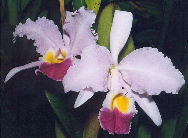 特里阿纳卡特兰
