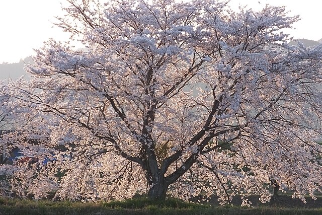 櫻花（櫻）