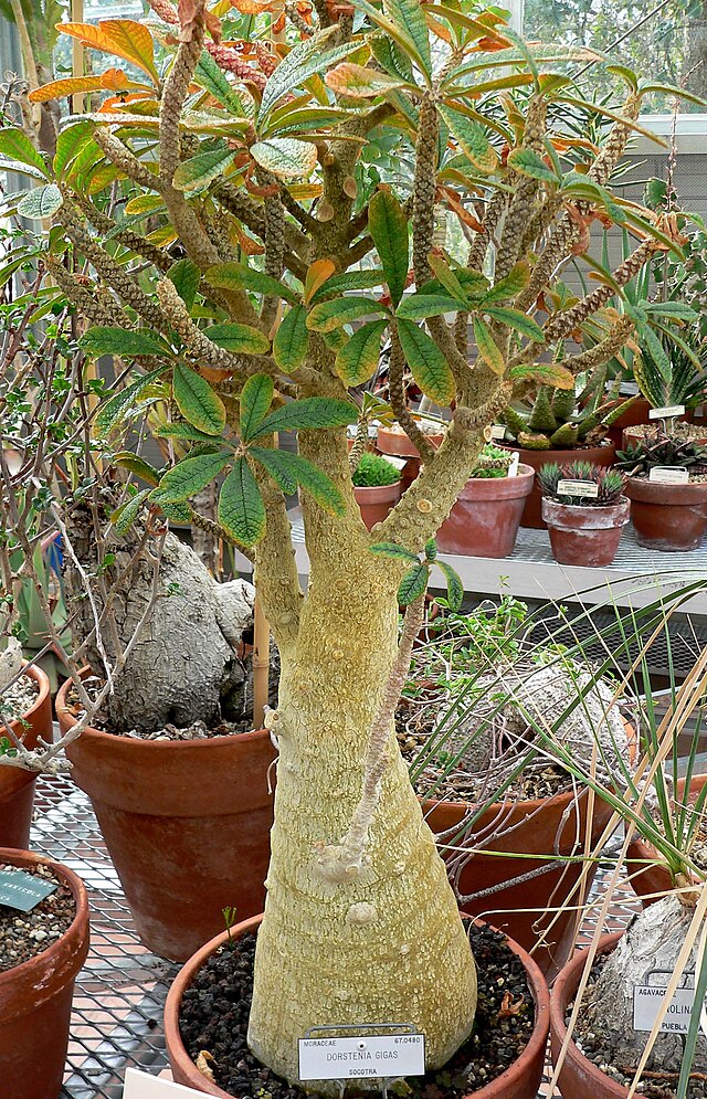 Dorstenia Gigas