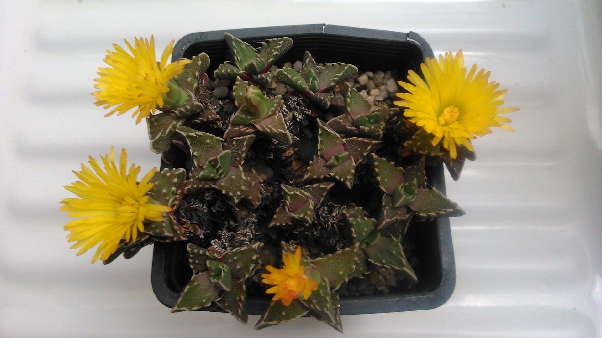 虎牙掌 (Faucaria tigrina)