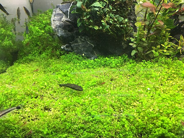 古巴珍珠草