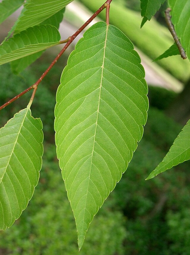 欅樹