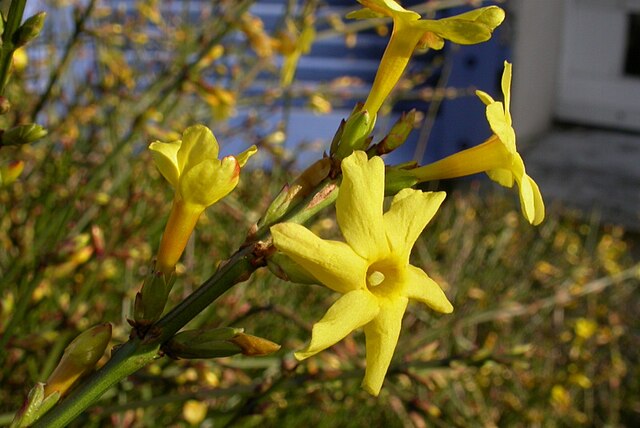 迎春花