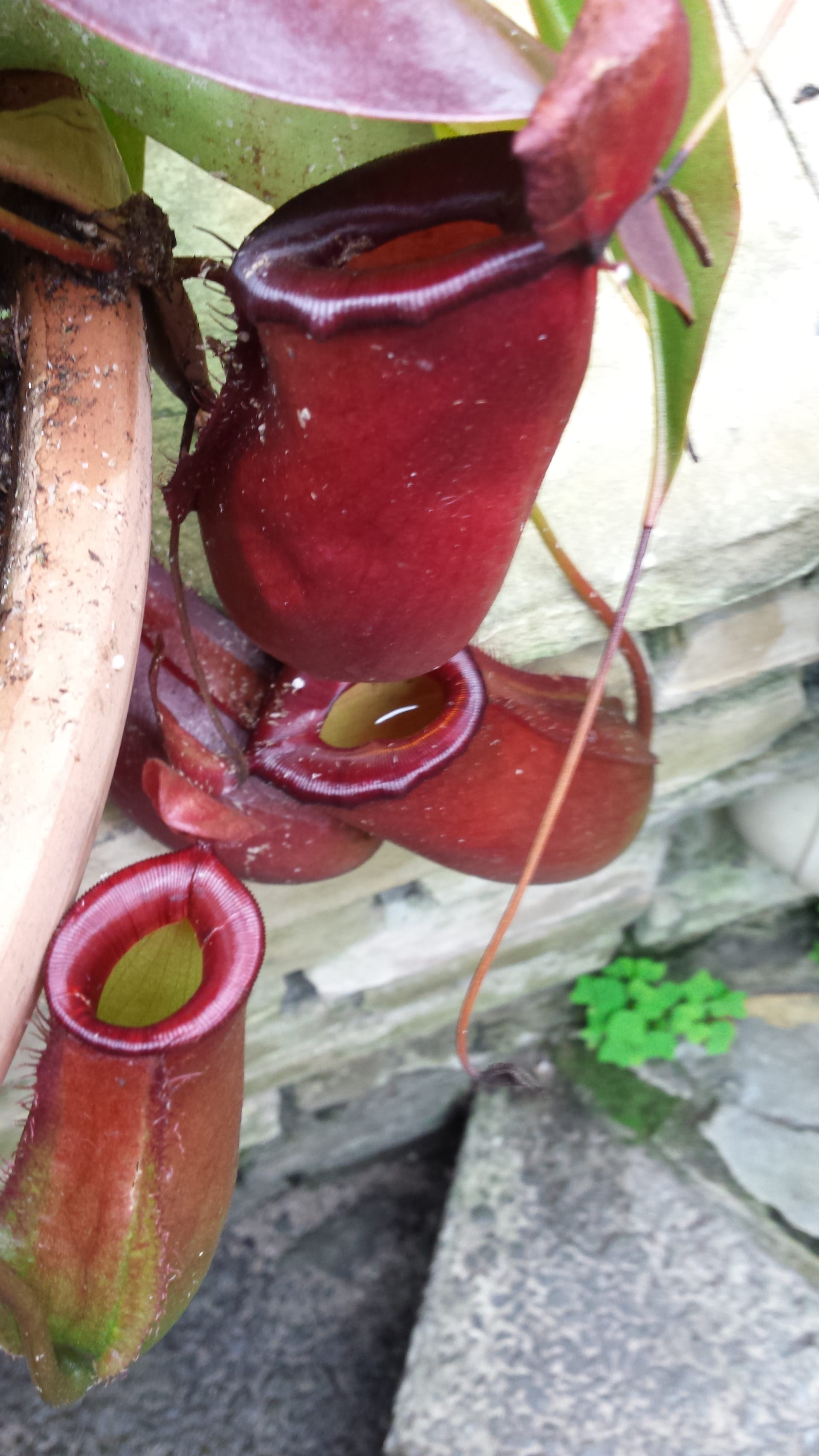 Nepenthes Bloody Mary
