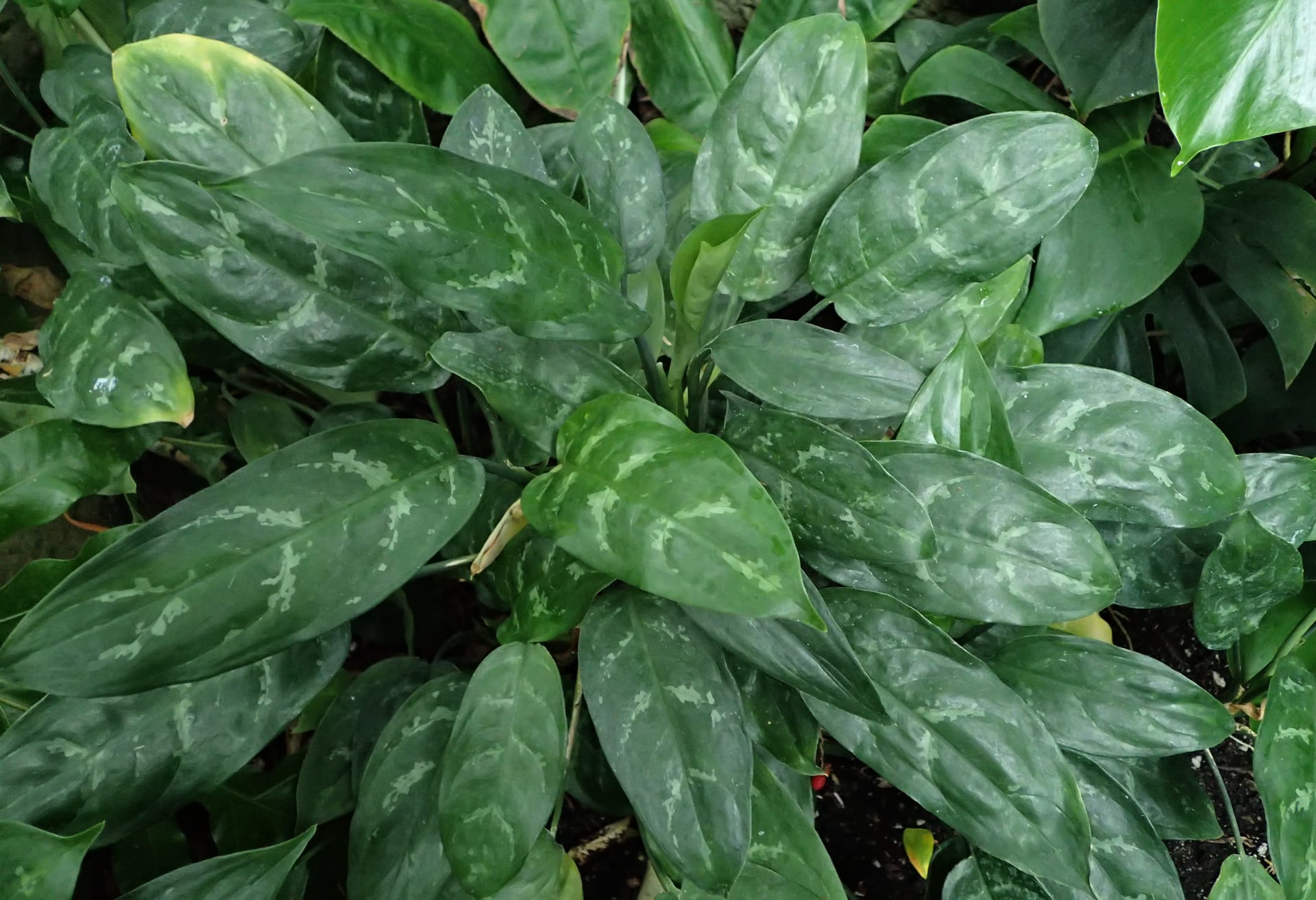 粗肋草