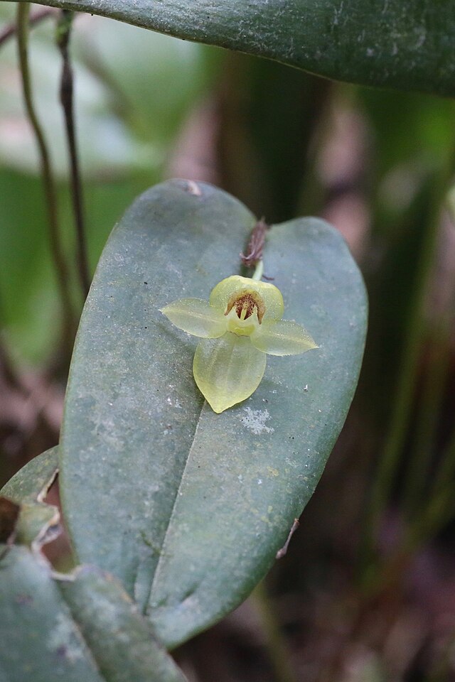 Pleurothallis