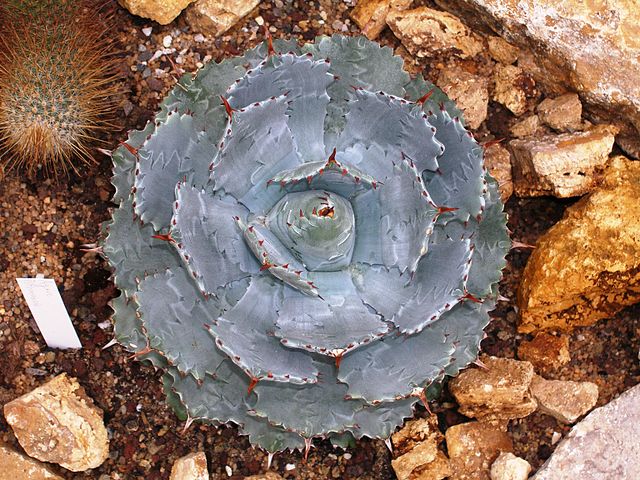地峡龙舌兰