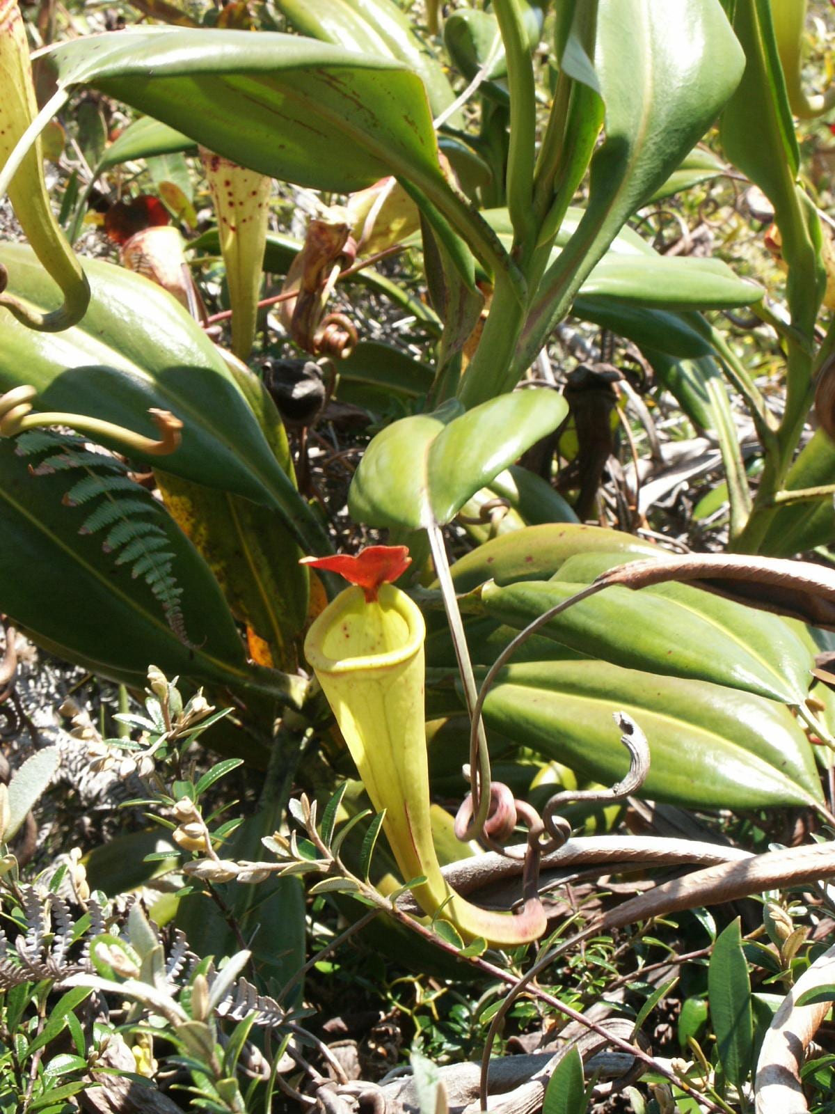 ネペンテス・マダガスカリエンシス (Nepenthes madagascariensis)