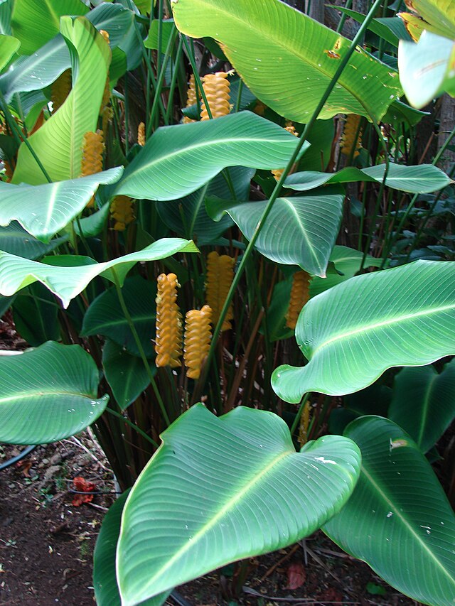 Calathea