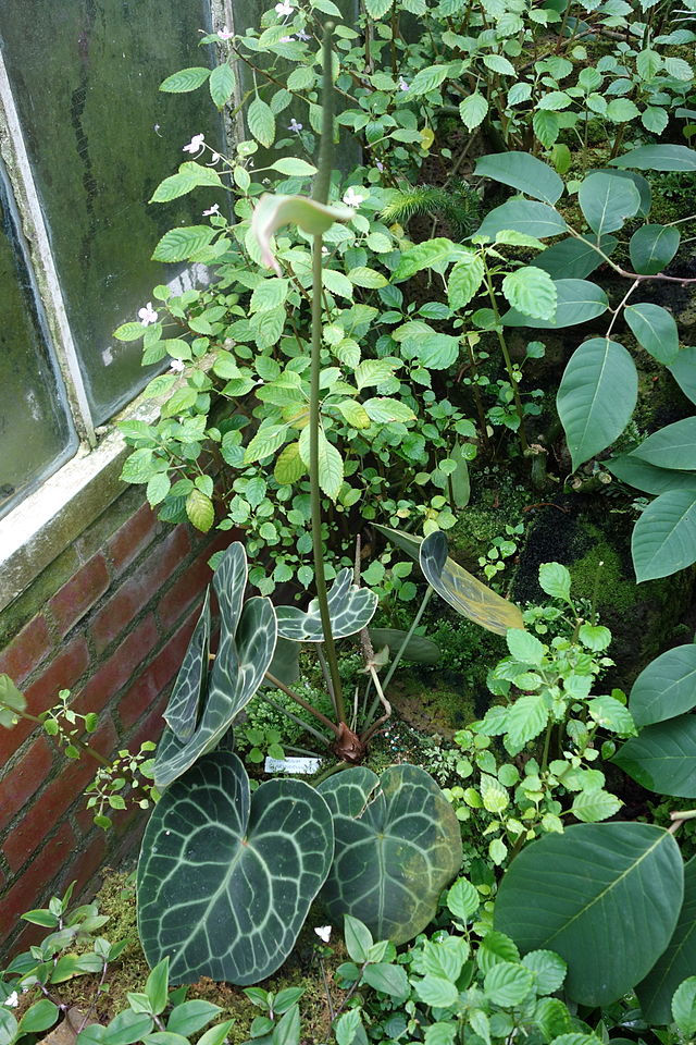 白脈花燭（Anthurium clarinervium）