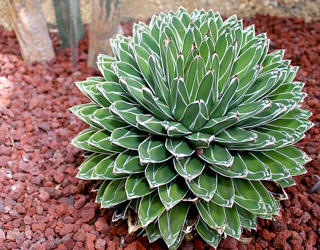 アガベ・笹の雪 (Agave victoriae-reginae)