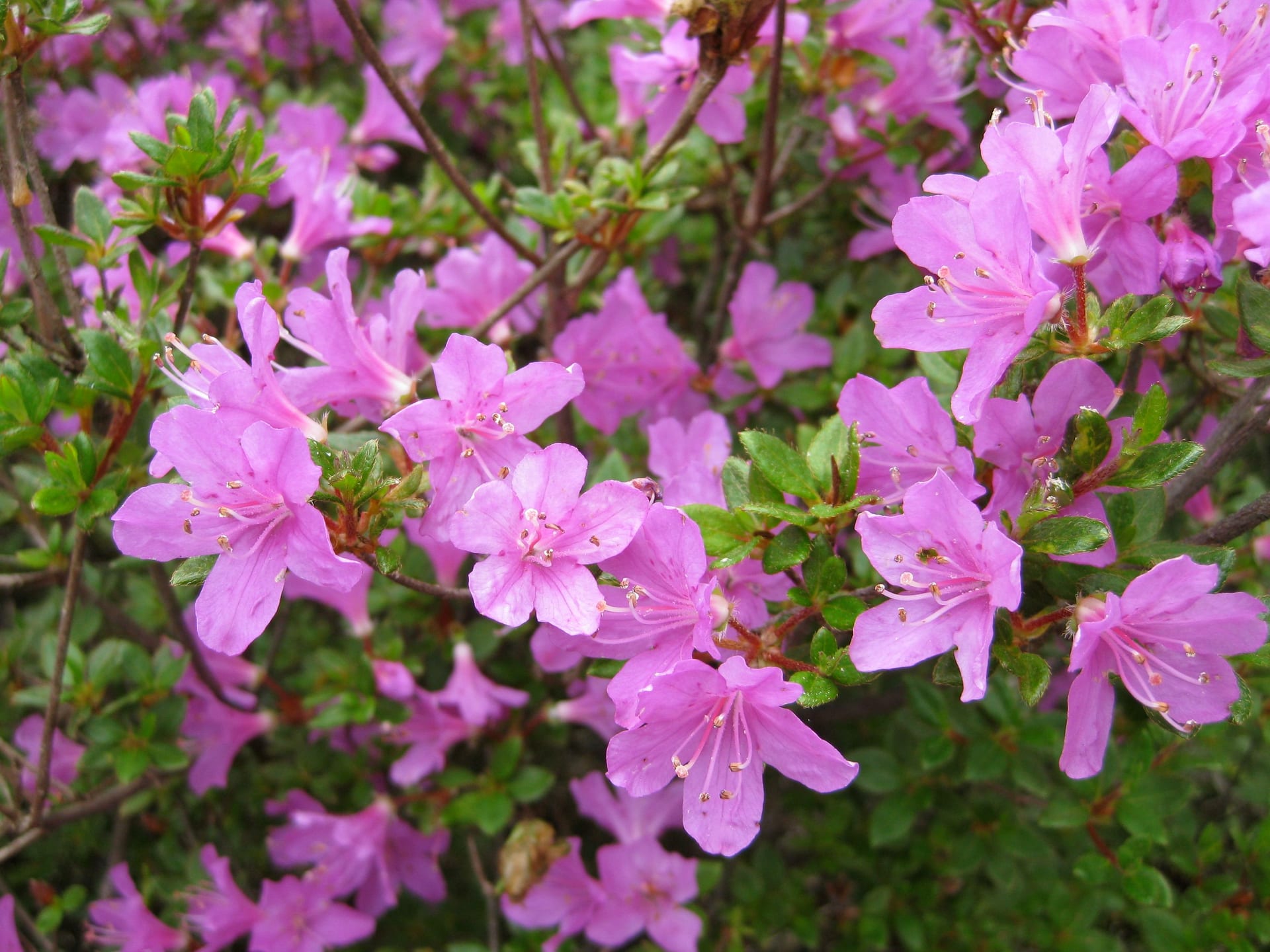 Kyushu azalea