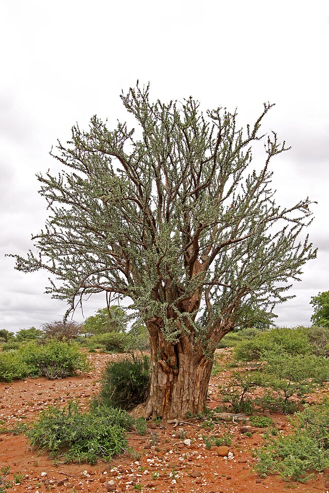 绿皮木（Sesamothamnus lugardii）