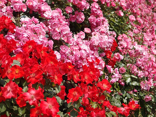 雞尾酒薔薇