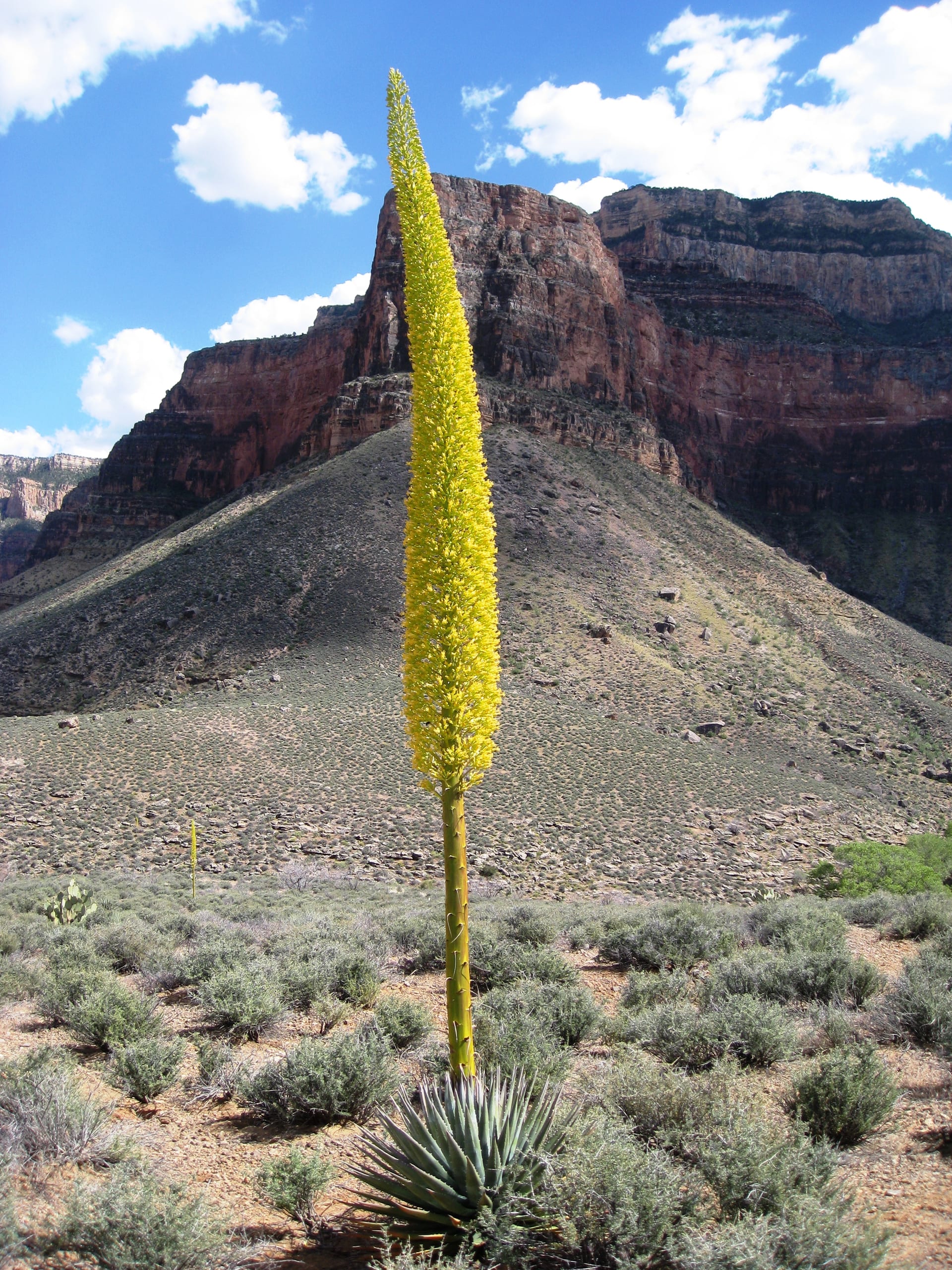 Agave utahensis subsp. kaibabensis (Kaibab agave)