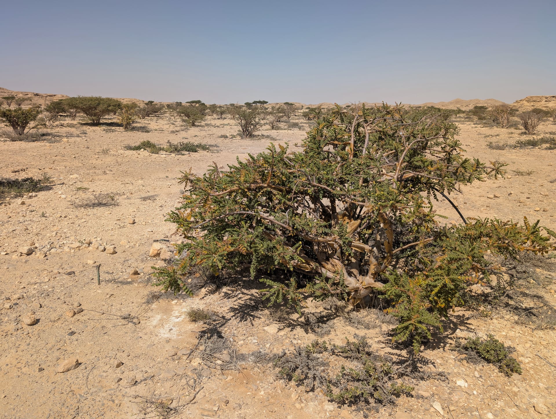 Frankincense Tree