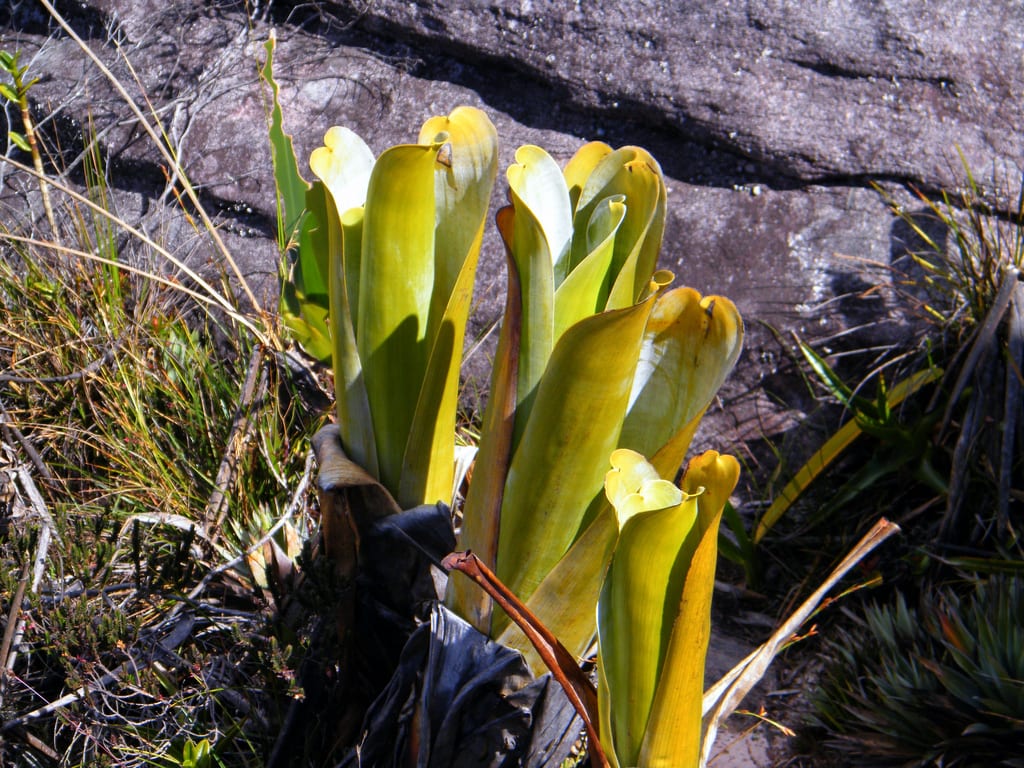 Brocchinia reducta (Brocchinia reducta)