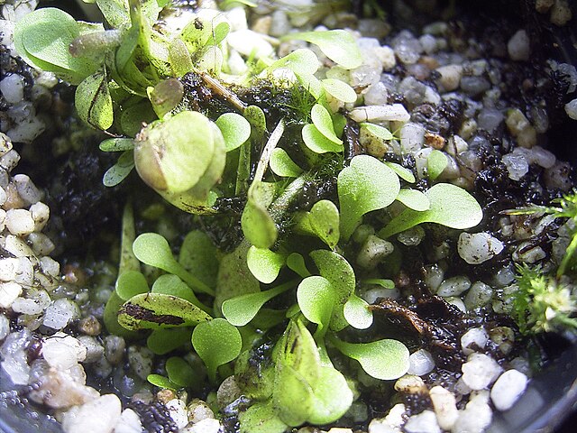 Genlisea violacea Care Guide | How to Grow Underground Trap Carnivorous Plants