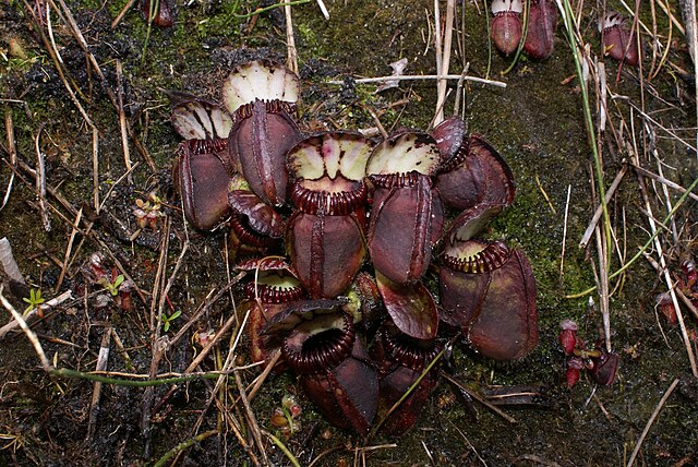 Cephalotus Follicularis