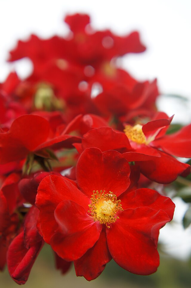 花毯玫瑰