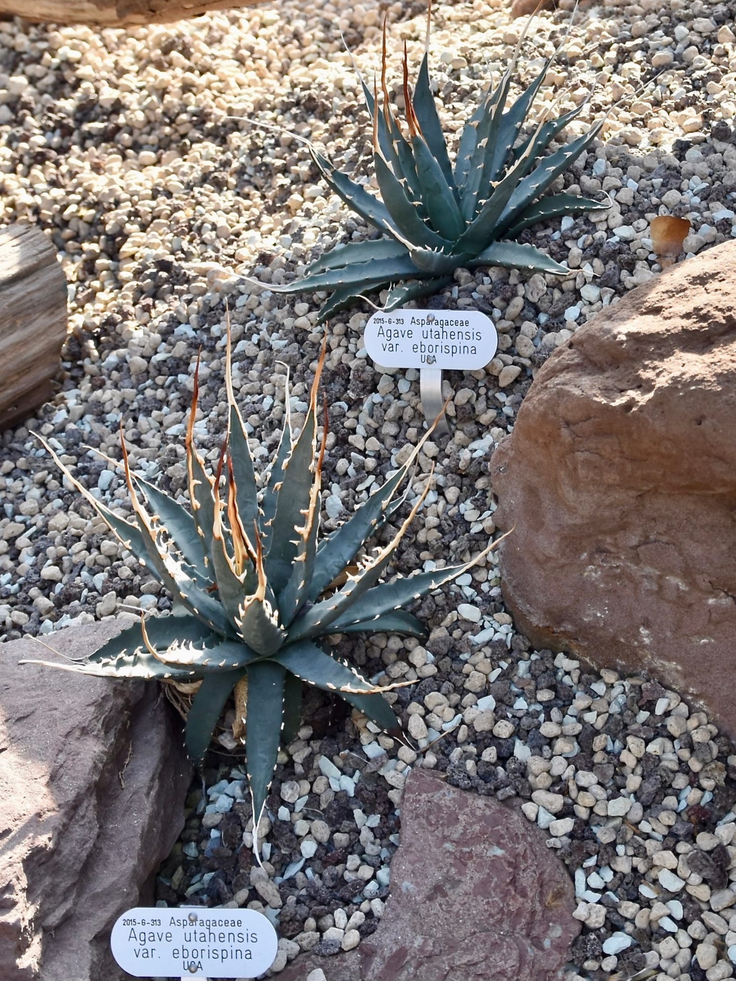 Agave utahensis var. eborispina (Ivory-spined agave)