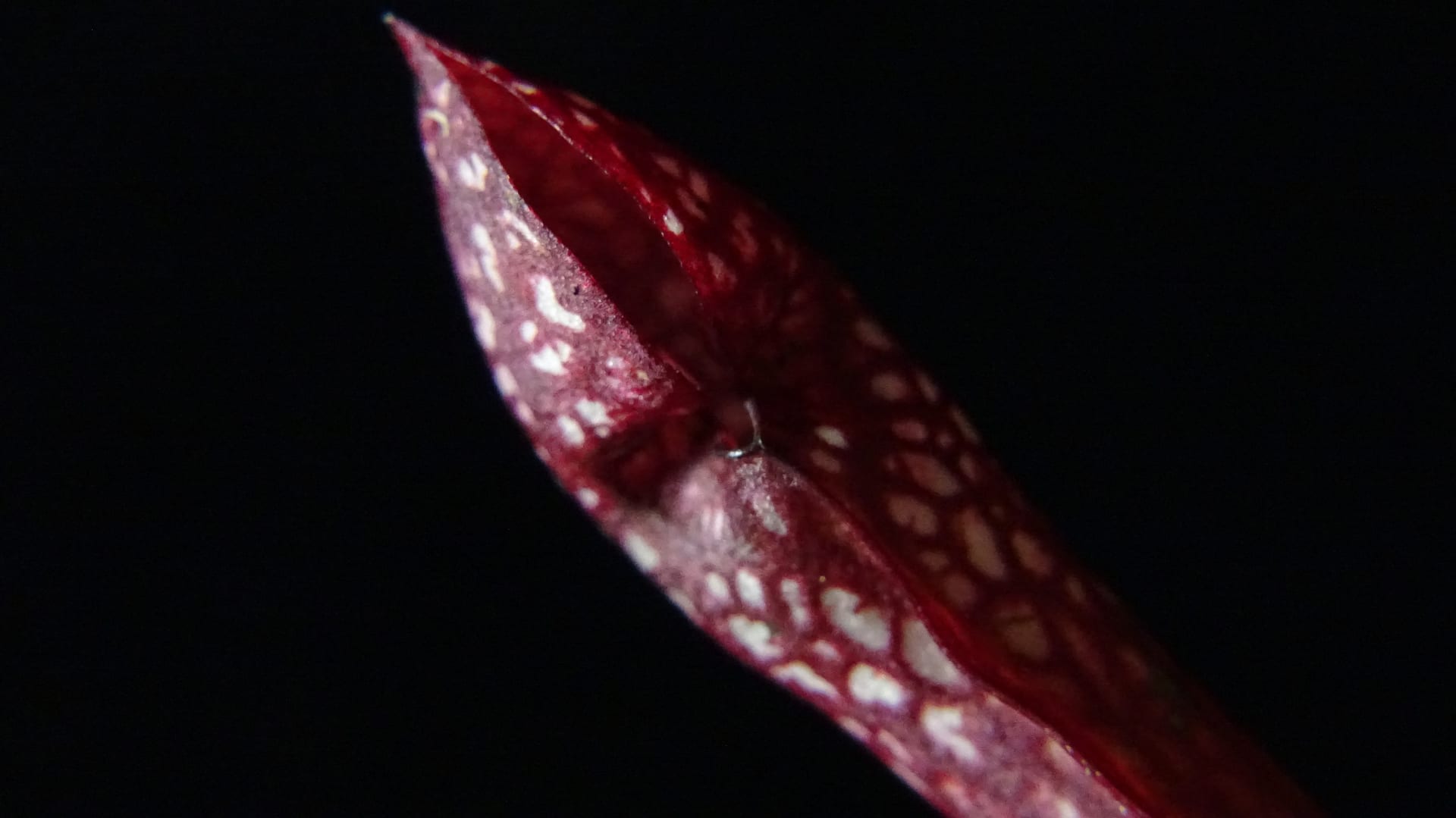 Sarracenia 'Scarlet Belle'