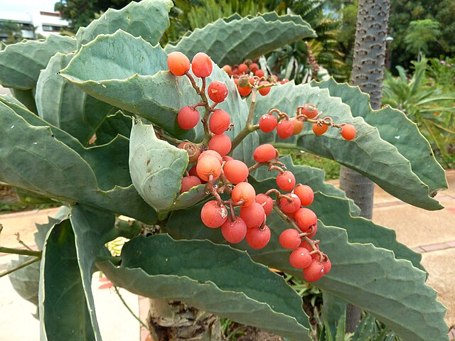 尤塔块茎葡萄