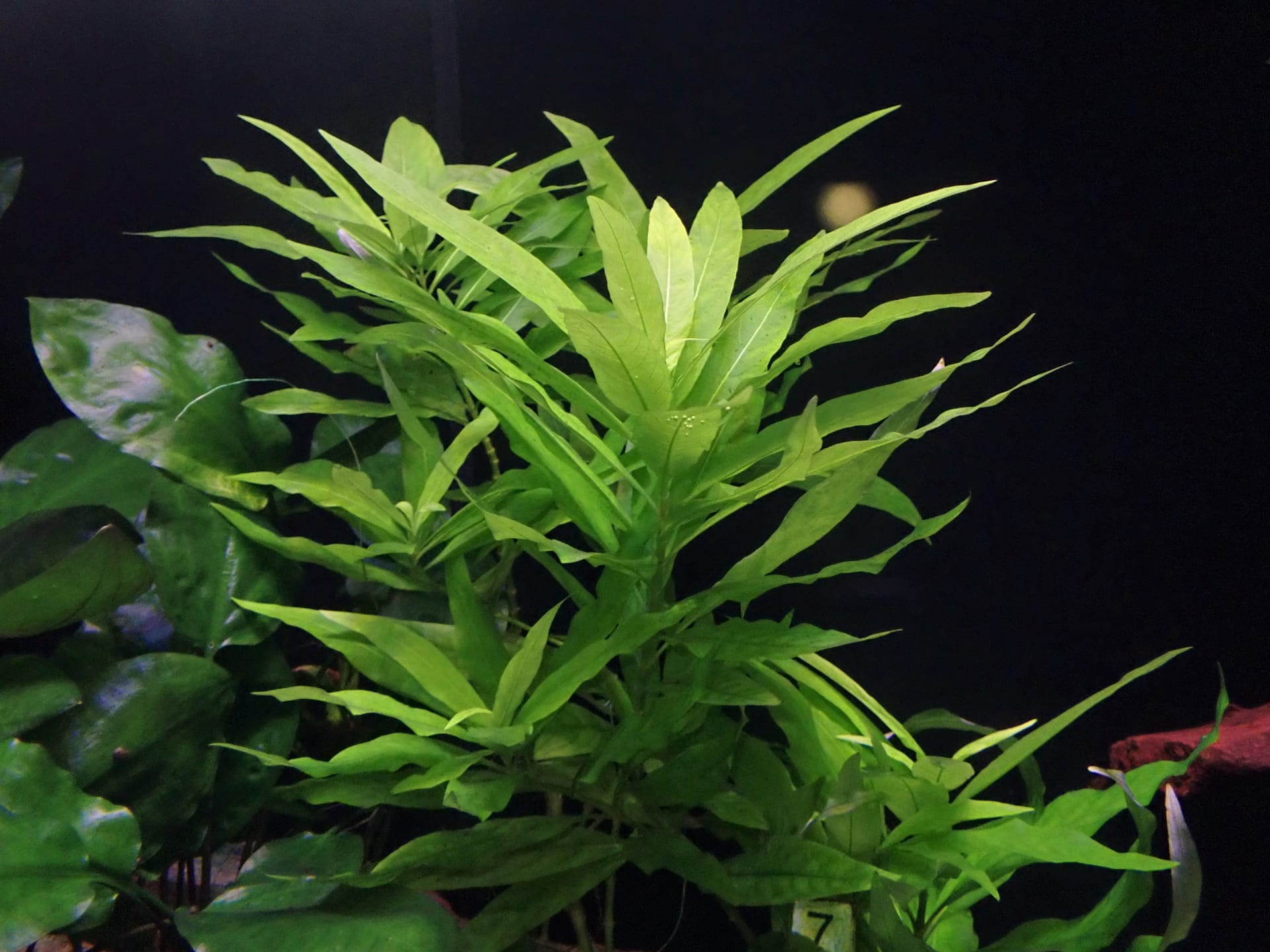 柳叶水苦菜
