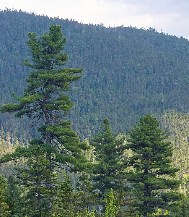Korean Pine