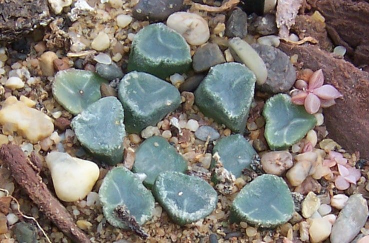 Haworthia maughanii (Haworthia truncata var. maughanii)