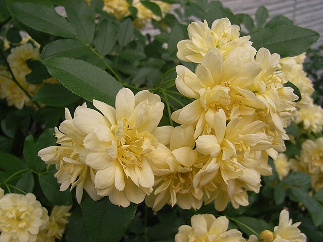 木香蔷薇