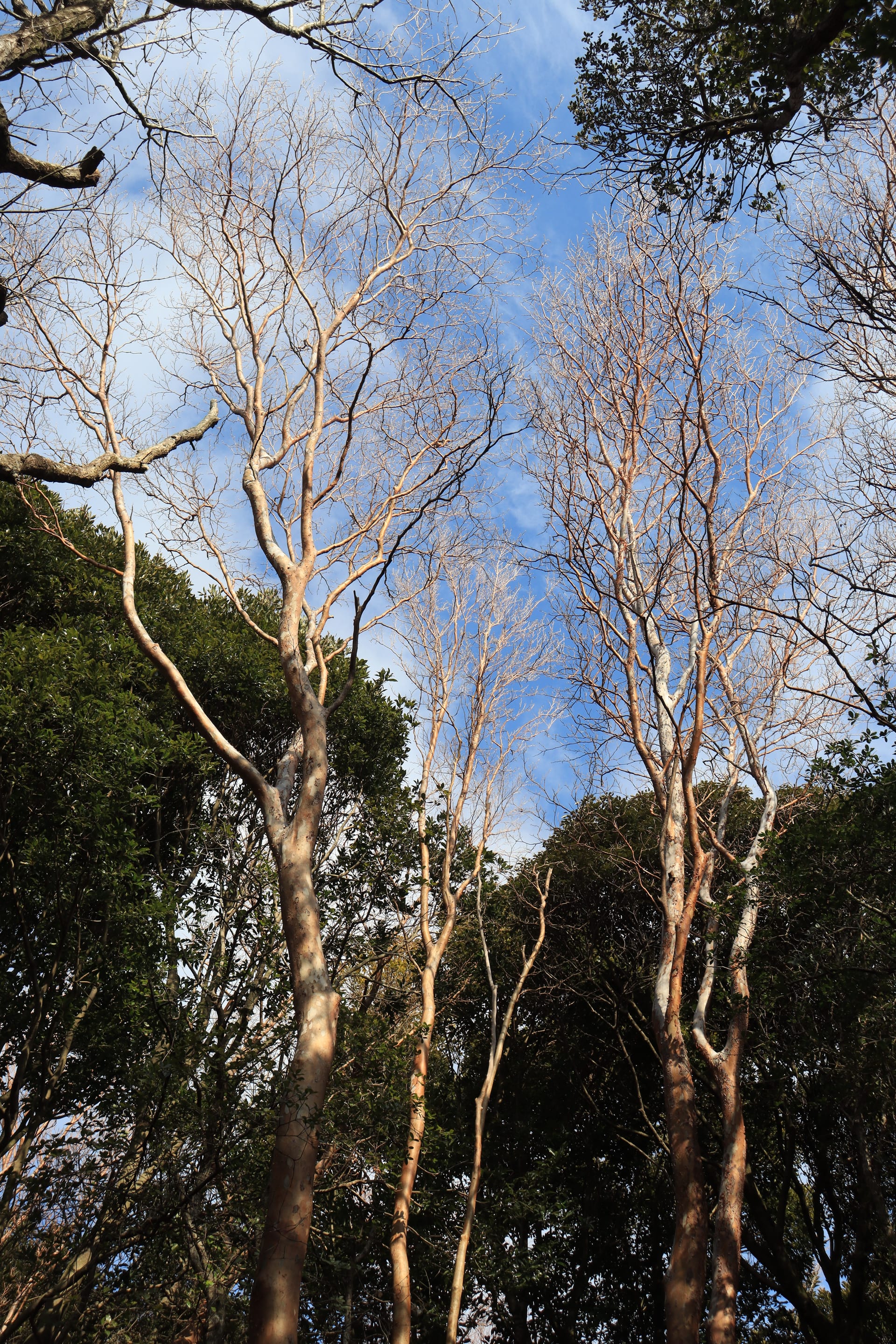Tall stewartia