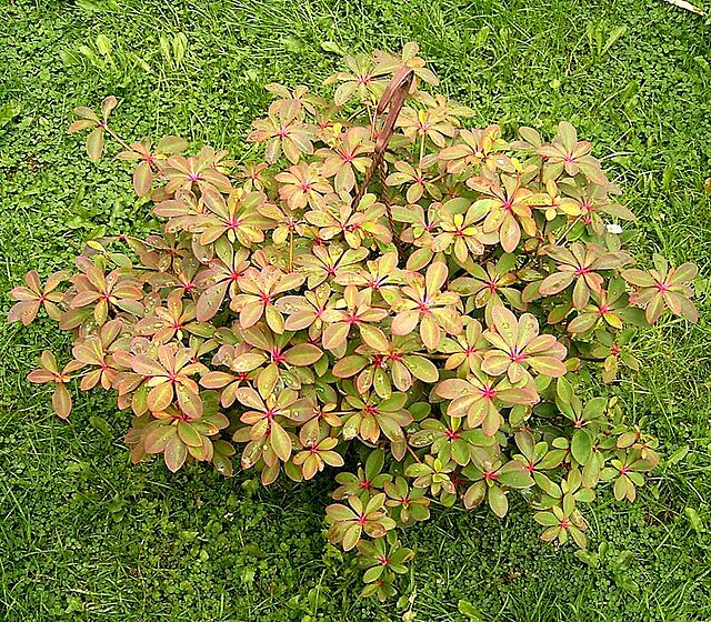 邦哥拉貝尼西斯大戟 (Euphorbia bongolavensis)