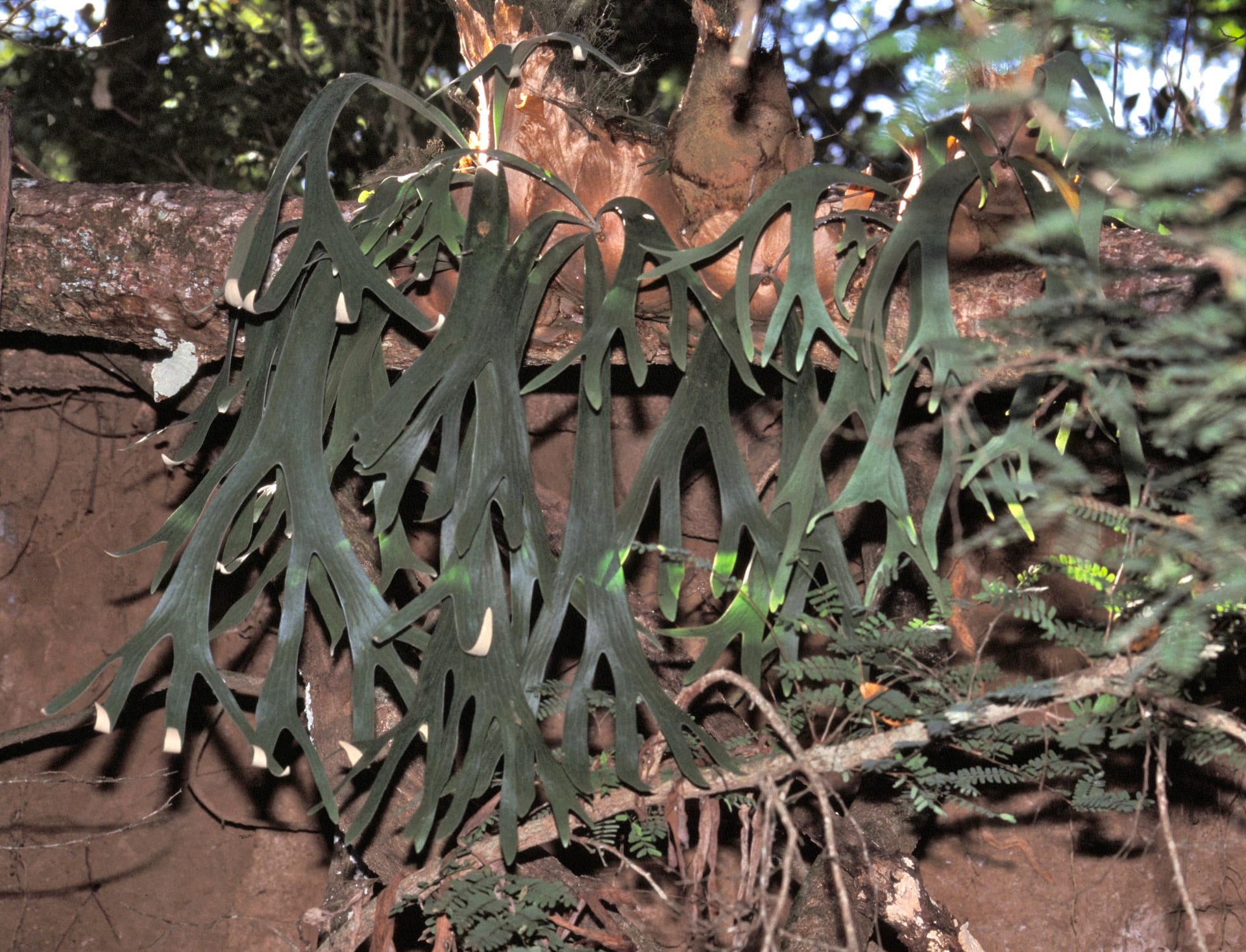 Java Staghorn Fern (Platycerium willinckii) (Platycerium bifurcatum subsp. willinckii)