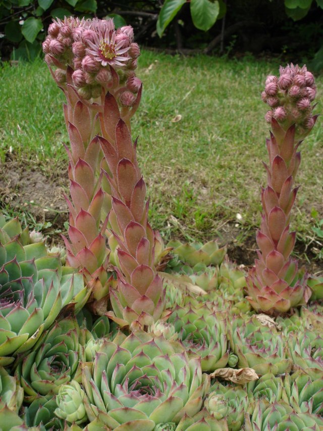 長生草