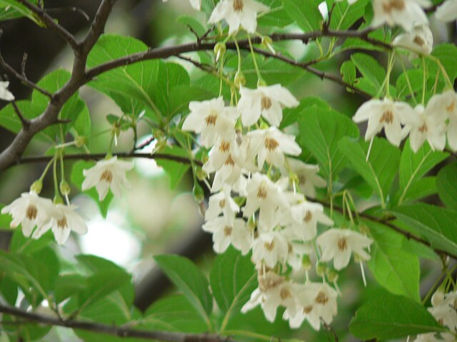 日本野茉莉